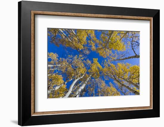 Aspen trees against blue sky in autumn, Grand Staircase-Escalante National Monument, Utah, USA-Jeff Foott-Framed Photographic Print