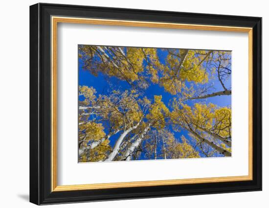 Aspen trees against blue sky in autumn, Grand Staircase-Escalante National Monument, Utah, USA-Jeff Foott-Framed Photographic Print