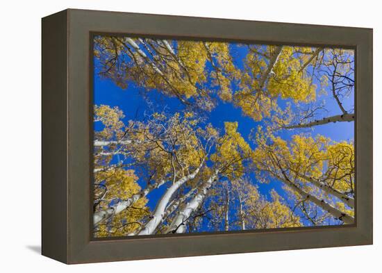 Aspen trees against blue sky in autumn, Grand Staircase-Escalante National Monument, Utah, USA-Jeff Foott-Framed Premier Image Canvas