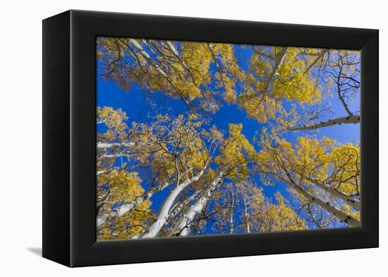 Aspen trees against blue sky in autumn, Grand Staircase-Escalante National Monument, Utah, USA-Jeff Foott-Framed Premier Image Canvas