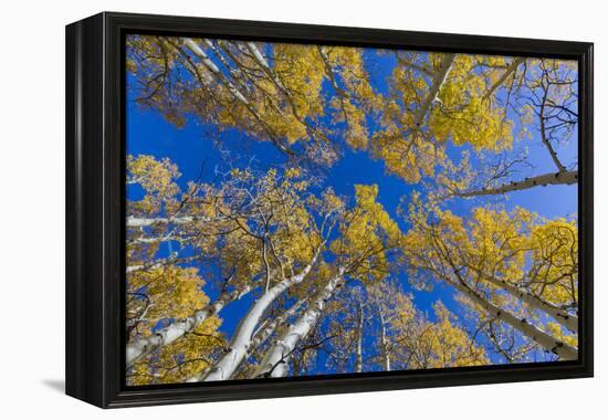 Aspen trees against blue sky in autumn, Grand Staircase-Escalante National Monument, Utah, USA-Jeff Foott-Framed Premier Image Canvas