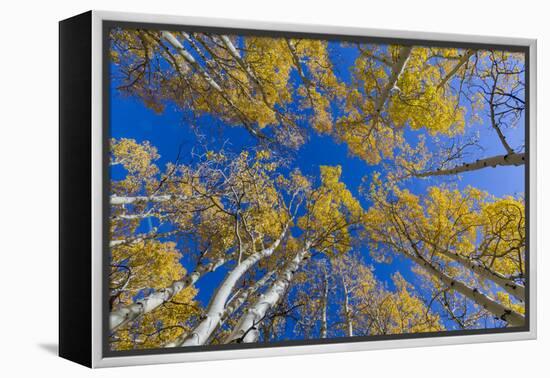 Aspen trees against blue sky in autumn, Grand Staircase-Escalante National Monument, Utah, USA-Jeff Foott-Framed Premier Image Canvas