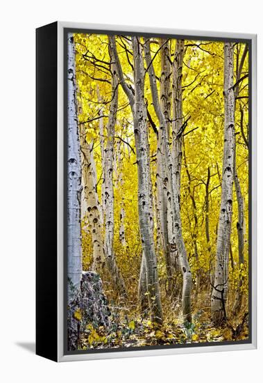 Aspen Trees Along Hwy 395/Conway Pass, California, USA-Joe Restuccia III-Framed Premier Image Canvas