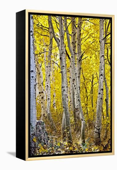 Aspen Trees Along Hwy 395/Conway Pass, California, USA-Joe Restuccia III-Framed Premier Image Canvas