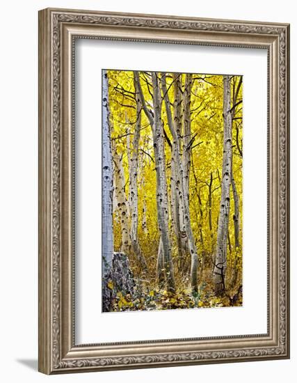 Aspen Trees Along Hwy 395/Conway Pass, California, USA-Joe Restuccia III-Framed Photographic Print