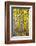 Aspen Trees Along Hwy 395/Conway Pass, California, USA-Joe Restuccia III-Framed Photographic Print