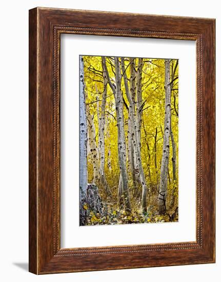 Aspen Trees Along Hwy 395/Conway Pass, California, USA-Joe Restuccia III-Framed Photographic Print