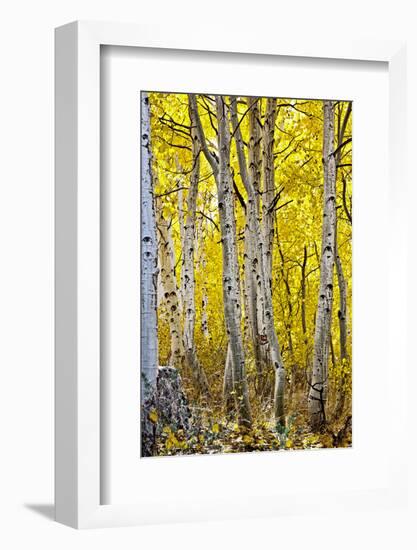 Aspen Trees Along Hwy 395/Conway Pass, California, USA-Joe Restuccia III-Framed Photographic Print