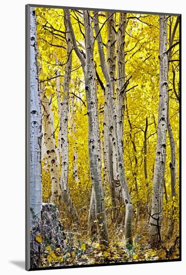 Aspen Trees Along Hwy 395/Conway Pass, California, USA-Joe Restuccia III-Mounted Photographic Print