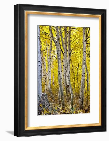 Aspen Trees Along Hwy 395/Conway Pass, California, USA-Joe Restuccia III-Framed Photographic Print