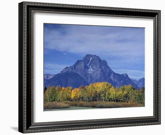 Aspen Trees along Oxbow Bend, Grand Tetons National Park, Wyoming, USA-Hugh Rose-Framed Photographic Print