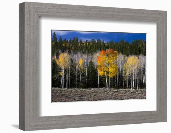 Aspen trees and conifers, Fish Lake Basin. Fishlake, Utah, USA-Scott T. Smith-Framed Photographic Print