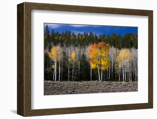 Aspen trees and conifers, Fish Lake Basin. Fishlake, Utah, USA-Scott T. Smith-Framed Photographic Print