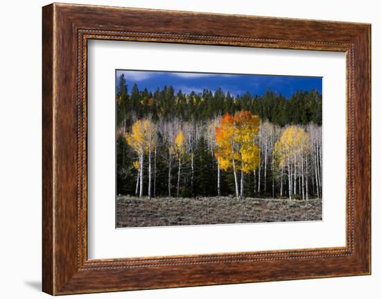 Aspen trees and conifers, Fish Lake Basin. Fishlake, Utah, USA-Scott T. Smith-Framed Photographic Print