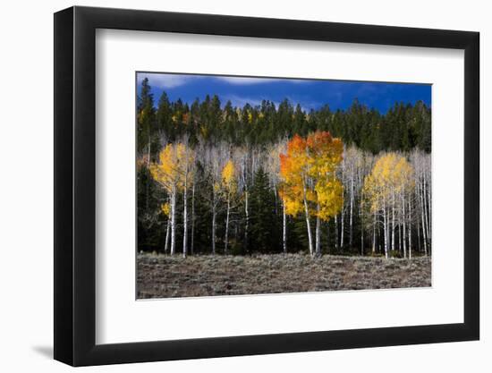 Aspen trees and conifers, Fish Lake Basin. Fishlake, Utah, USA-Scott T. Smith-Framed Photographic Print