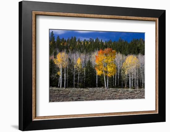 Aspen trees and conifers, Fish Lake Basin. Fishlake, Utah, USA-Scott T. Smith-Framed Photographic Print