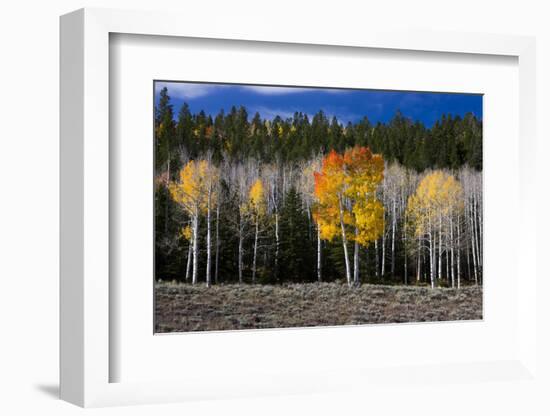 Aspen trees and conifers, Fish Lake Basin. Fishlake, Utah, USA-Scott T. Smith-Framed Photographic Print