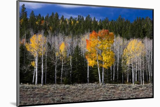 Aspen trees and conifers, Fish Lake Basin. Fishlake, Utah, USA-Scott T. Smith-Mounted Photographic Print