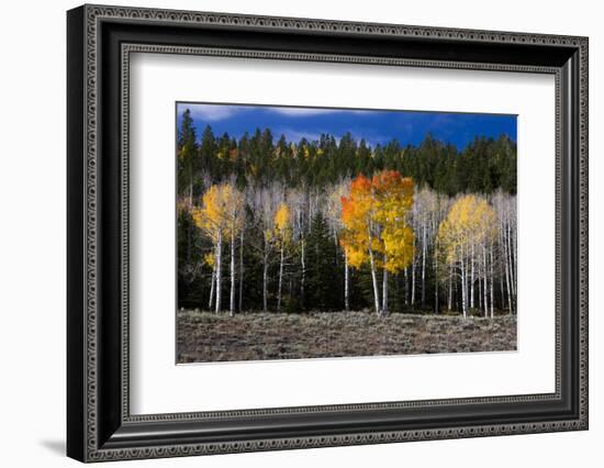 Aspen trees and conifers, Fish Lake Basin. Fishlake, Utah, USA-Scott T. Smith-Framed Photographic Print