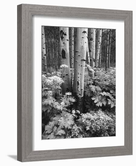 Aspen Trees and Cow Parsnip in White River National Forest, Colorado, USA-Adam Jones-Framed Photographic Print