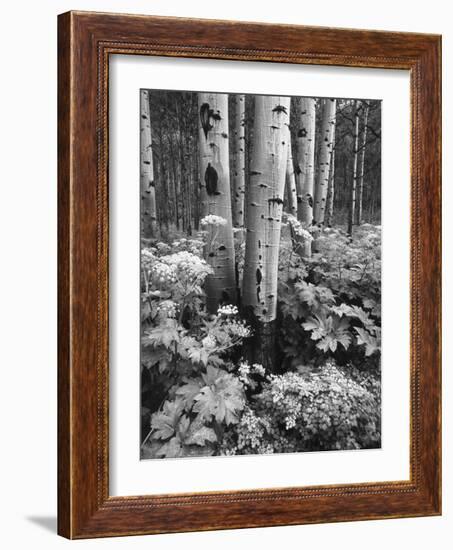 Aspen Trees and Cow Parsnip in White River National Forest, Colorado, USA-Adam Jones-Framed Photographic Print