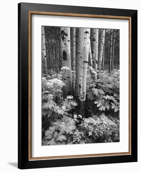 Aspen Trees and Cow Parsnip in White River National Forest, Colorado, USA-Adam Jones-Framed Photographic Print