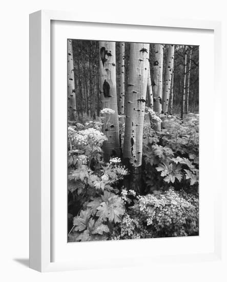 Aspen Trees and Cow Parsnip in White River National Forest, Colorado, USA-Adam Jones-Framed Photographic Print