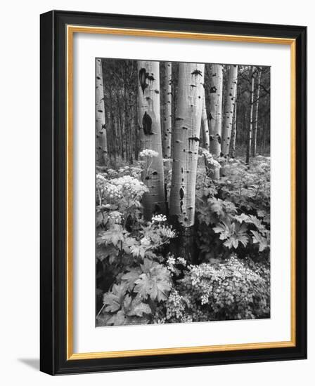 Aspen Trees and Cow Parsnip in White River National Forest, Colorado, USA-Adam Jones-Framed Photographic Print