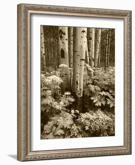 Aspen Trees and Cow Parsnip in White River National Forest, Colorado, USA-Adam Jones-Framed Photographic Print