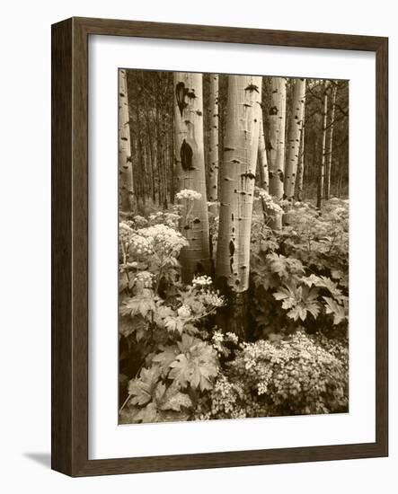 Aspen Trees and Cow Parsnip in White River National Forest, Colorado, USA-Adam Jones-Framed Photographic Print