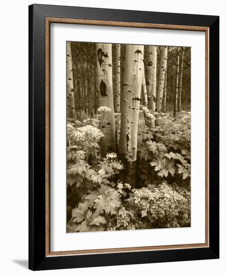 Aspen Trees and Cow Parsnip in White River National Forest, Colorado, USA-Adam Jones-Framed Photographic Print