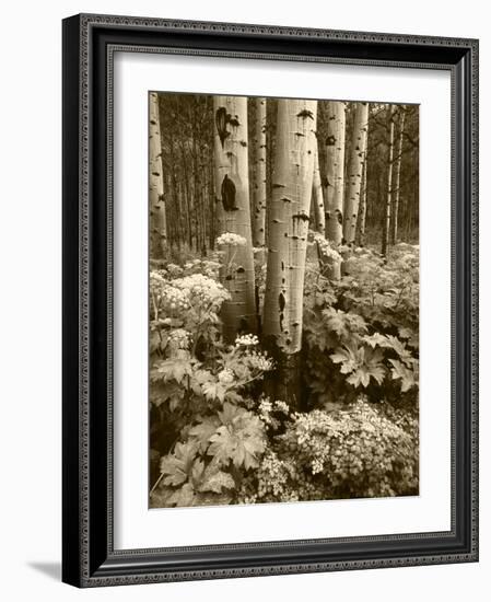 Aspen Trees and Cow Parsnip in White River National Forest, Colorado, USA-Adam Jones-Framed Photographic Print