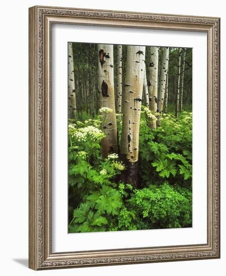 Aspen Trees and Cow Parsnip in White River National Forest, Colorado, USA-Adam Jones-Framed Photographic Print