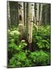 Aspen Trees and Cow Parsnip in White River National Forest, Colorado, USA-Adam Jones-Mounted Photographic Print