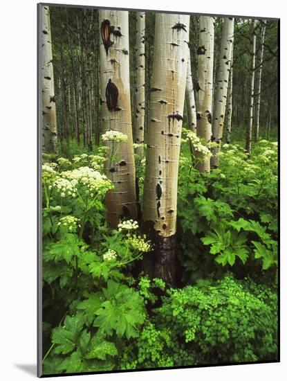 Aspen Trees and Cow Parsnip in White River National Forest, Colorado, USA-Adam Jones-Mounted Photographic Print