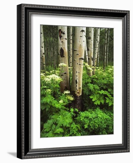 Aspen Trees and Cow Parsnip in White River National Forest, Colorado, USA-Adam Jones-Framed Photographic Print