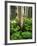 Aspen Trees and Cow Parsnip in White River National Forest, Colorado, USA-Adam Jones-Framed Photographic Print