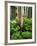 Aspen Trees and Cow Parsnip in White River National Forest, Colorado, USA-Adam Jones-Framed Photographic Print