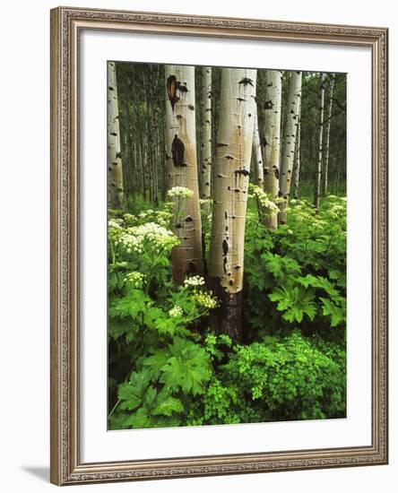 Aspen Trees and Cow Parsnip in White River National Forest, Colorado, USA-Adam Jones-Framed Photographic Print