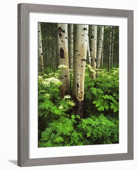 Aspen Trees and Cow Parsnip in White River National Forest, Colorado, USA-Adam Jones-Framed Photographic Print