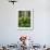 Aspen Trees and Cow Parsnip in White River National Forest, Colorado, USA-Adam Jones-Framed Photographic Print displayed on a wall