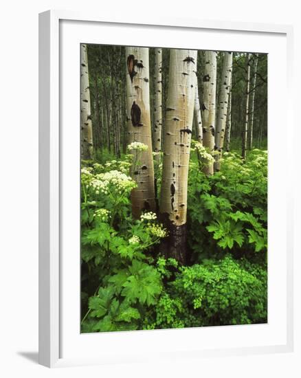 Aspen Trees and Cow Parsnip in White River National Forest, Colorado, USA-Adam Jones-Framed Photographic Print