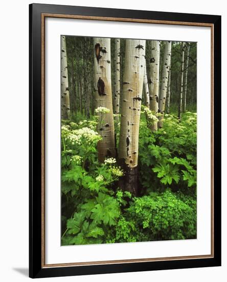 Aspen Trees and Cow Parsnip in White River National Forest, Colorado, USA-Adam Jones-Framed Photographic Print