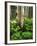 Aspen Trees and Cow Parsnip in White River National Forest, Colorado, USA-Adam Jones-Framed Photographic Print