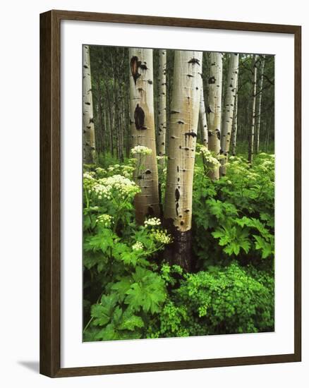 Aspen Trees and Cow Parsnip in White River National Forest, Colorado, USA-Adam Jones-Framed Photographic Print