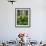 Aspen Trees and Cow Parsnip in White River National Forest, Colorado, USA-Adam Jones-Framed Photographic Print displayed on a wall