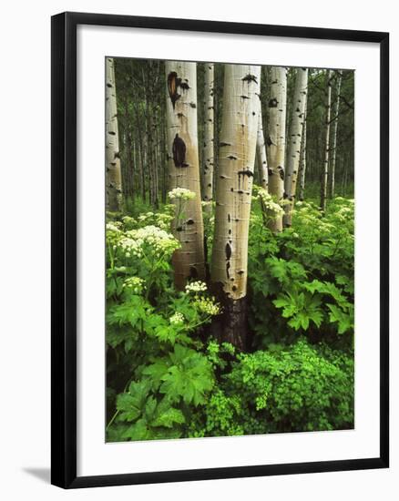 Aspen Trees and Cow Parsnip in White River National Forest, Colorado, USA-Adam Jones-Framed Photographic Print