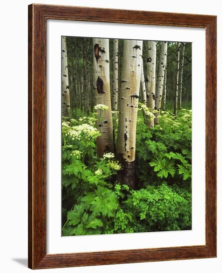 Aspen Trees and Cow Parsnip in White River National Forest, Colorado, USA-Adam Jones-Framed Photographic Print