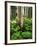 Aspen Trees and Cow Parsnip in White River National Forest, Colorado, USA-Adam Jones-Framed Photographic Print