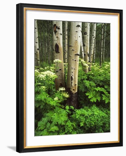 Aspen Trees and Cow Parsnip in White River National Forest, Colorado, USA-Adam Jones-Framed Photographic Print